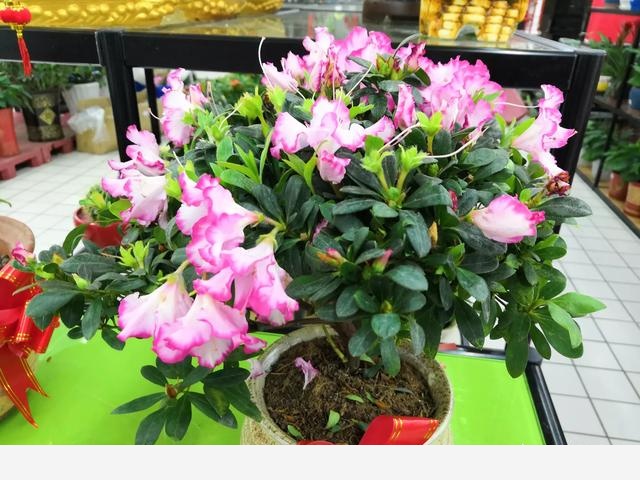 為什麼說燒開過的水一般不能澆花？-灌園種花大叔的回答