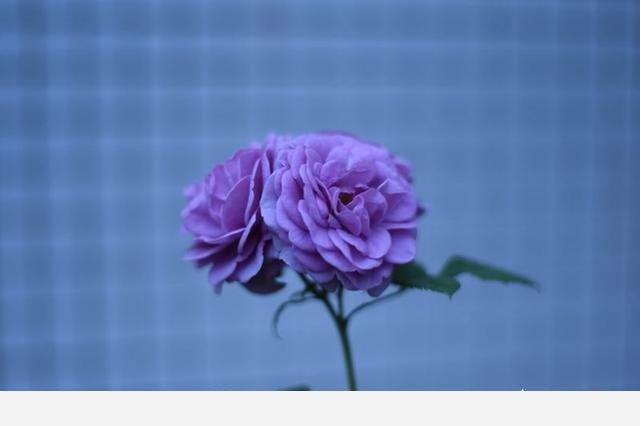 為什麼說燒開過的水一般不能澆花？-灌園種花大叔的回答