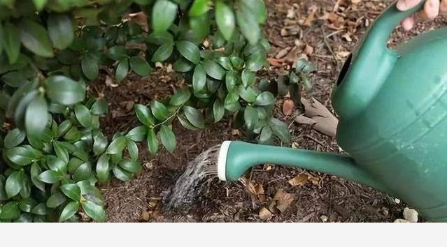 白醋澆花的正確方法是什麼？-鷹眼學堂的回答