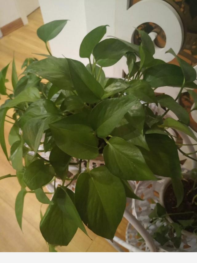 過期牛奶可以澆花嗎，牛奶澆花好不好？-趣味語文世界的回答