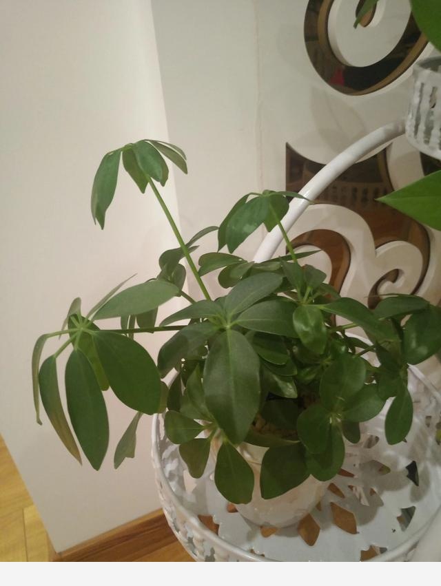 過期牛奶可以澆花嗎，牛奶澆花好不好？-趣味語文世界的回答