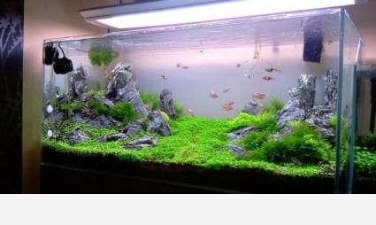家中養花，最適合用什麼水澆花？-陽臺花園菜園的回答