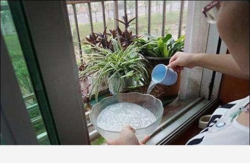 家中養花，最適合用什麼水澆花？-陽臺花園菜園的回答