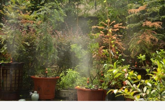 家中養花，最適合用什麼水澆花？-陽臺花園菜園的回答
