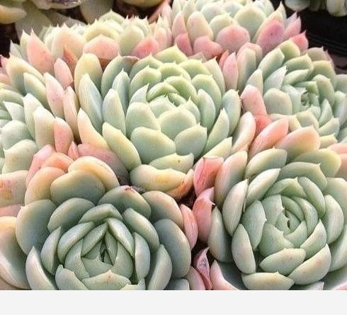 家中養花，最適合用什麼水澆花？-多肉植物集聚地的回答