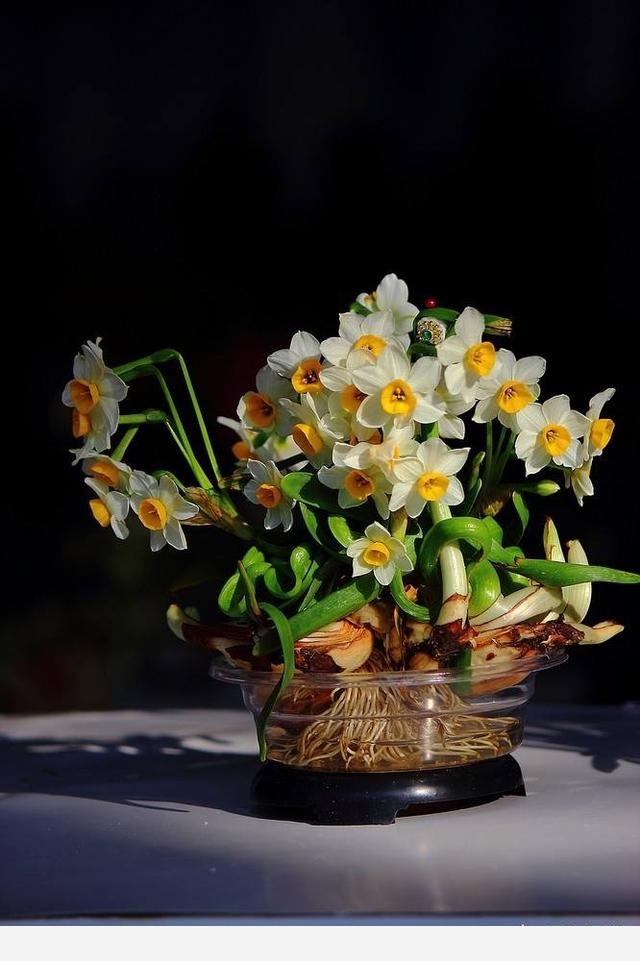 又到了養水仙花的季節，如何才能把水仙花養的又仙又美？-果農小齊哥的回答