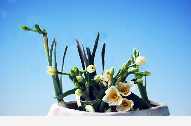 怎樣養水仙花？-花痴的回答