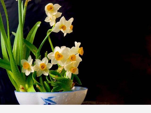 怎樣養水仙花？-花痴的回答