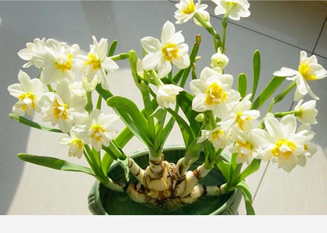 怎樣養水仙花？-花痴的回答