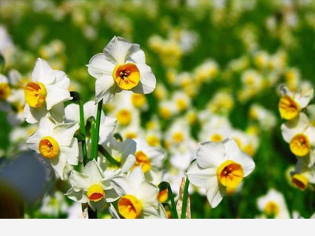 怎樣養水仙花？-養花那點事的回答