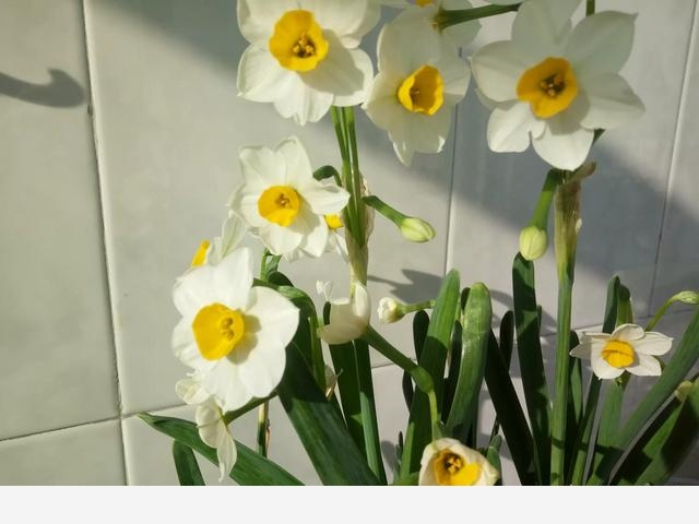 怎樣養水仙花？-天津花卉的回答