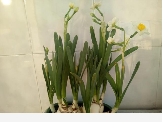 怎樣養水仙花？-天津花卉的回答