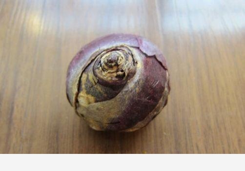 風信子的種球花卉被多菌靈泡久了，該怎麼辦？怎樣養好風信子呢？-園藝印象的回答