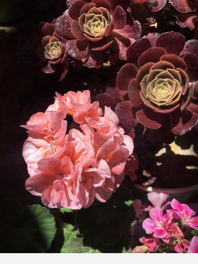 盆栽天竺葵，冬季如何養殖？-多肉植物聯盟的回答