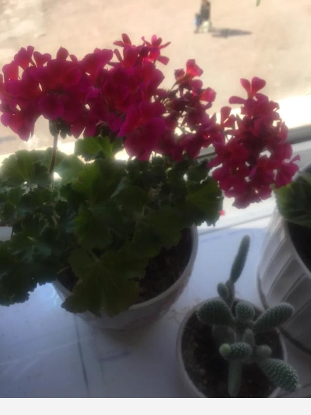 想在家裡養一盆天竺葵，需要什麼管理方式呢？-四嫂63647869的回答