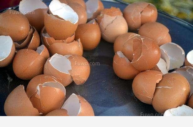 如何用雞蛋殼給花施肥？-陽臺花園菜園的回答