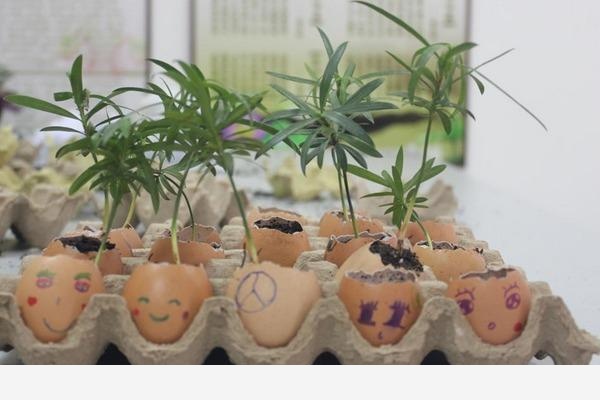 如何用雞蛋殼給花施肥？-養花大全的回答