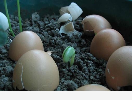 如何用雞蛋殼給花施肥？-多肉植物集聚地的回答