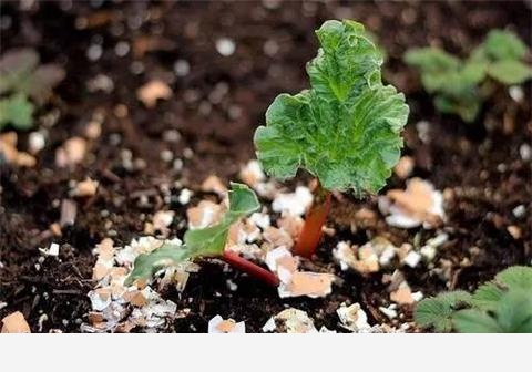 如何用雞蛋殼給花施肥？-生活鋪的回答