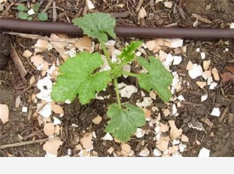 如何用雞蛋殼給花施肥？-生活鋪的回答