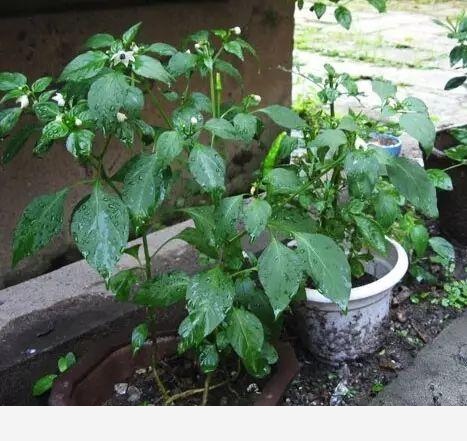 如何用雞蛋殼給花施肥？-養花交流的回答