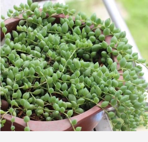 如何用雞蛋殼給花施肥？-養花交流的回答