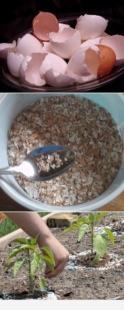 如何用雞蛋殼給花施肥？-空間收納大師的回答