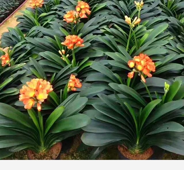 君子蘭養殖技巧有哪些？-植物草蟲的回答