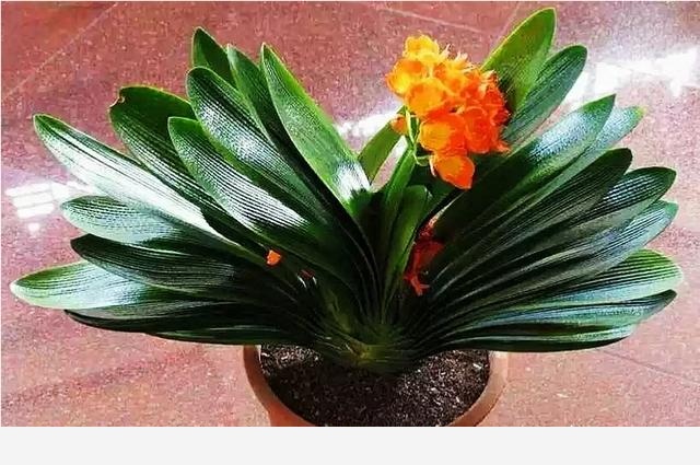 君子蘭養殖技巧有哪些？-植物草蟲的回答
