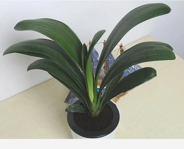 君子蘭養殖技巧有哪些？-植物草蟲的回答