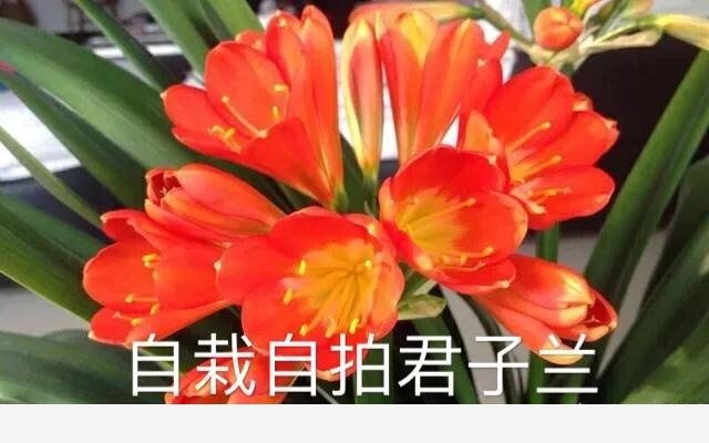 春季如何養護君子蘭？-李彬文的回答