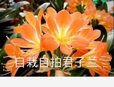 春季如何養護君子蘭？-李彬文的回答
