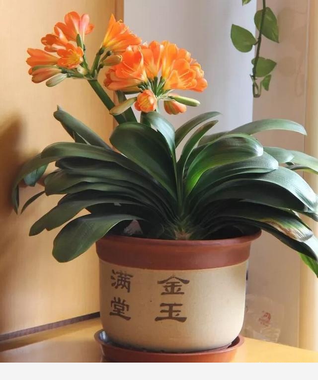 春季如何養護君子蘭？-小雅在陽臺的回答