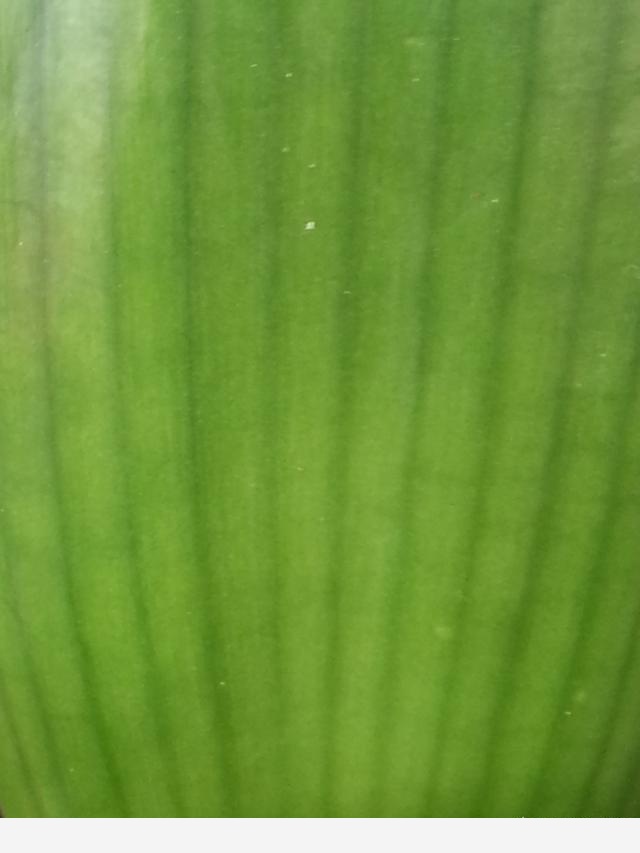 君子蘭養殖技巧有哪些？-百花雜壇的回答