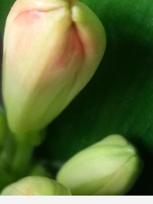 君子蘭養殖技巧有哪些？-百花雜壇的回答