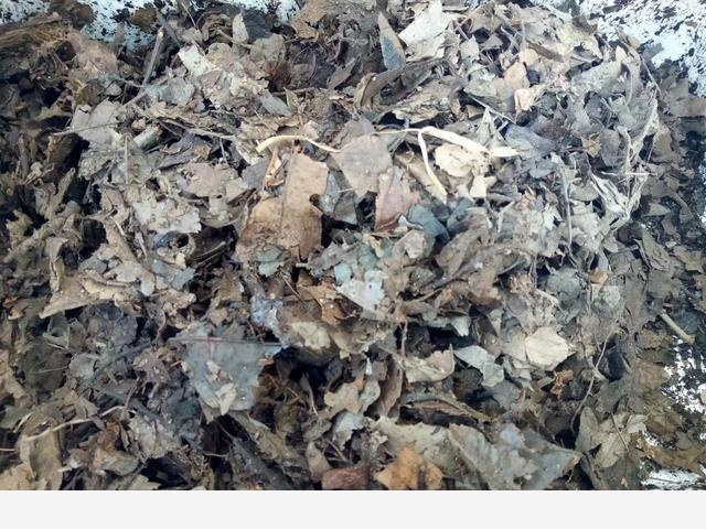 君子蘭養殖技巧有哪些？-天津花卉的回答