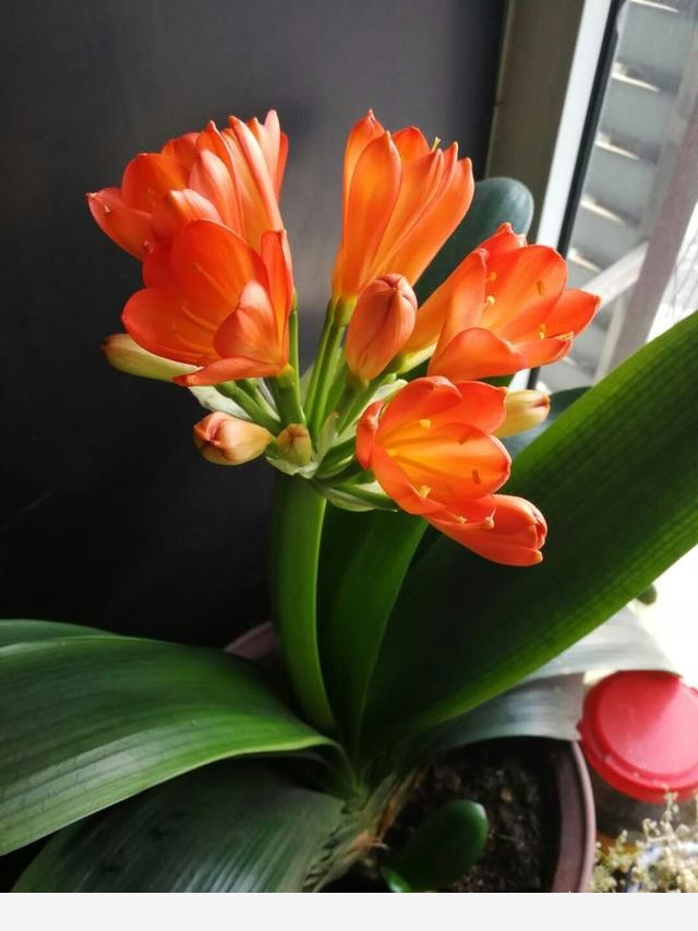 君子蘭養殖技巧有哪些？-天津花卉的回答
