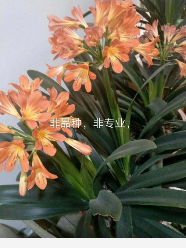 君子蘭養殖技巧有哪些？-MissZ170855410的回答