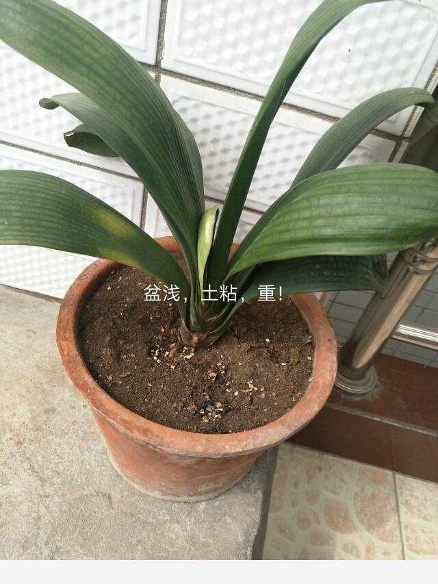 君子蘭養殖技巧有哪些？-MissZ170855410的回答