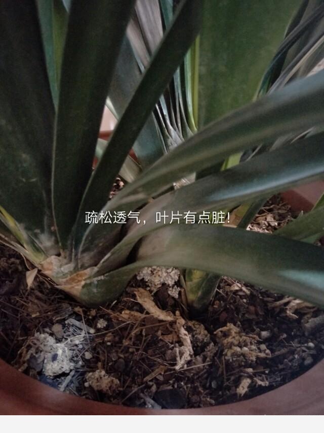 君子蘭養殖技巧有哪些？-MissZ170855410的回答