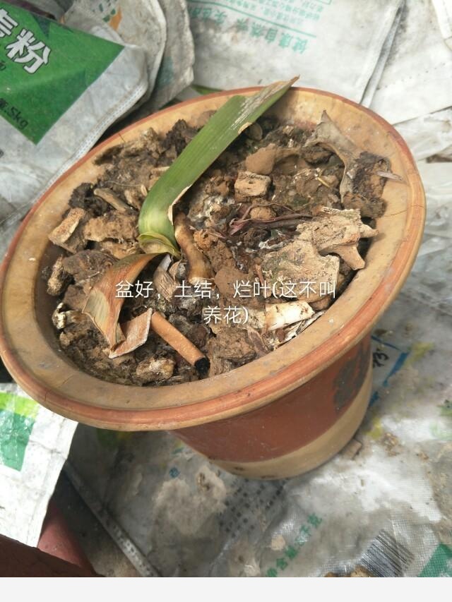 君子蘭養殖技巧有哪些？-MissZ170855410的回答