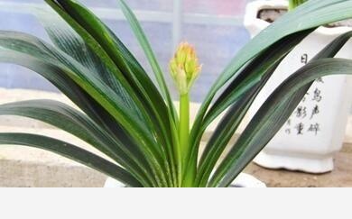 君子蘭養殖技巧有哪些？-花兒說的回答