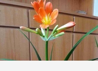 君子蘭養殖技巧有哪些？-花兒說的回答