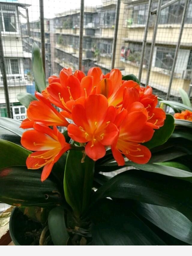 君子蘭養殖技巧有哪些？-花為媒蝶戀花的回答