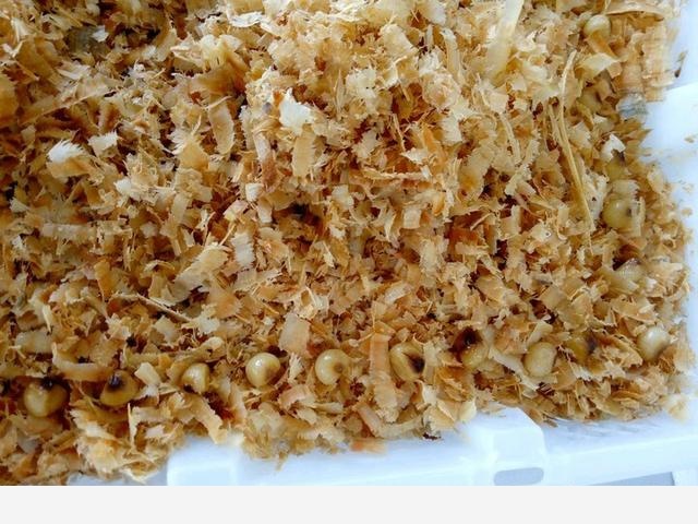 君子蘭養殖技巧有哪些？-花為媒蝶戀花的回答