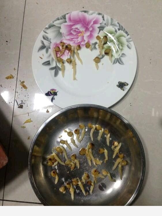 君子蘭養殖技巧有哪些？-花為媒蝶戀花的回答