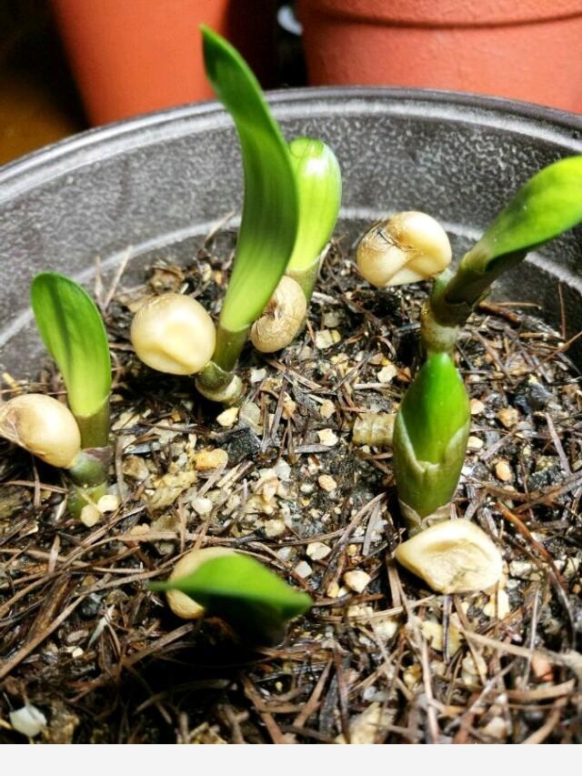 君子蘭養殖技巧有哪些？-花為媒蝶戀花的回答