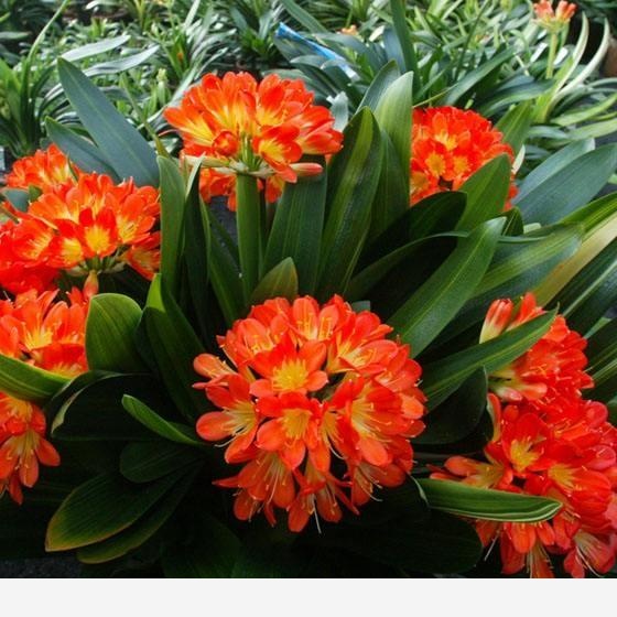 君子蘭該怎麼養護才能開花？-陽臺花園菜園的回答