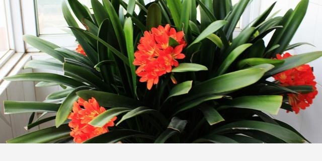 君子蘭該怎麼養護才能開花？-陽臺花園菜園的回答