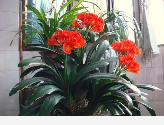 君子蘭該怎麼養護才能開花？-陽臺花園菜園的回答